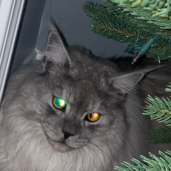 Meet your Posher, Sean - Picture 1 of 1